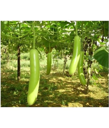 Bottle Gourd F1 Hybrid - Organic Seeds - For Home And Kitchen Garden | (Pack 1 pkt 15 Seeds each)