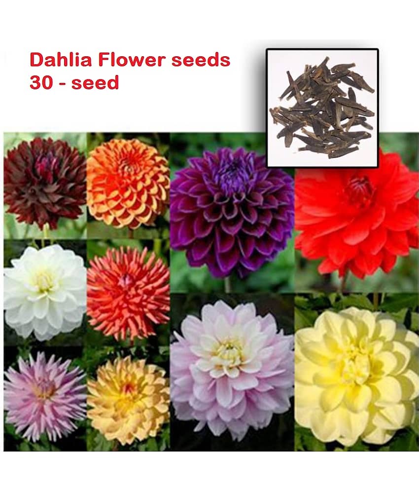 Long Lasting Flower Dahlia-Bambino Mixed - 30 seed - Home Garden Plant Seeds + cocopeat soil free