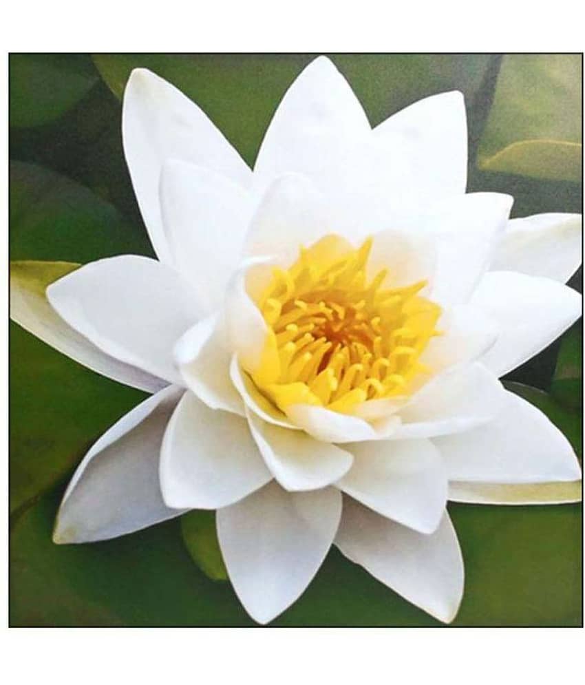 AGREY WHITE LOTUS SEEDS