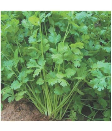 Easy gardening - Coriander (Dhaniya) Quality Seeds - Pack of 100 Premium Seeds