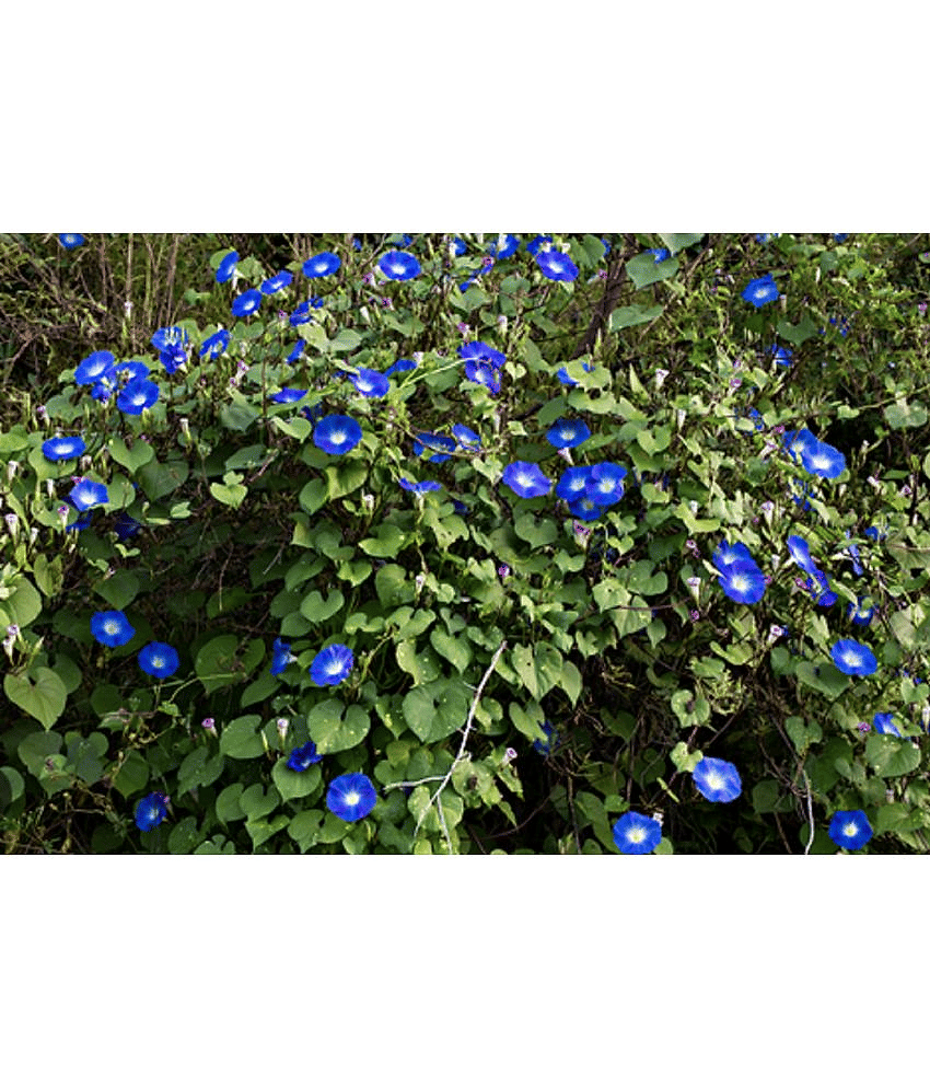 CLASSIC GREEN EARTH - Ipomoea Flower ( 50 Seeds )
