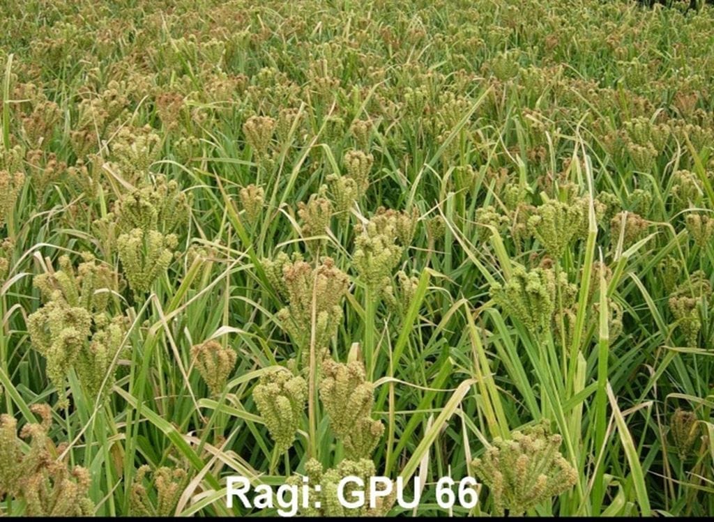 NSC RAGI / GPU- 66 CS 5KG PACKING