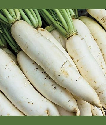 Radish White Long Kitchen Garden Vegetable Seeds(100 Seeds)