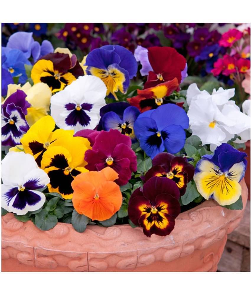 CLASSIC GREEN EARTH Jioo Organics Asia Pansy Medium Mixed Premium Flower Hybrid 50+ Seed