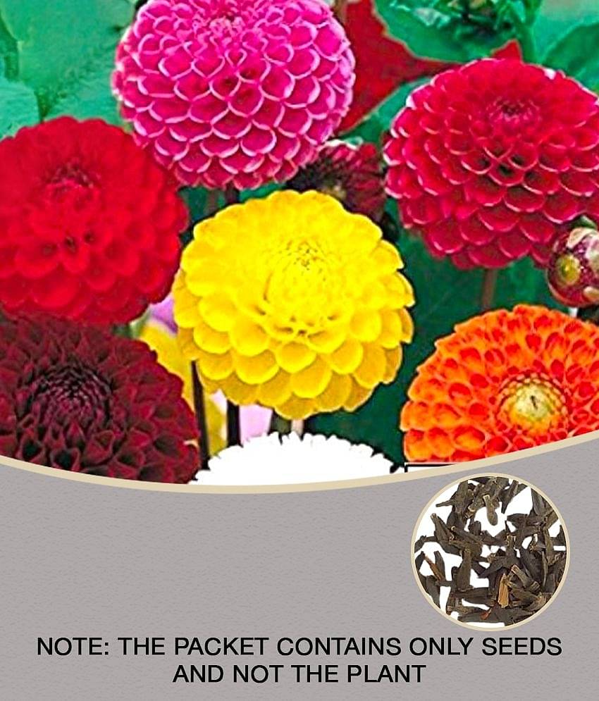 homeagro - Dahlia Flower ( 30 Seeds )