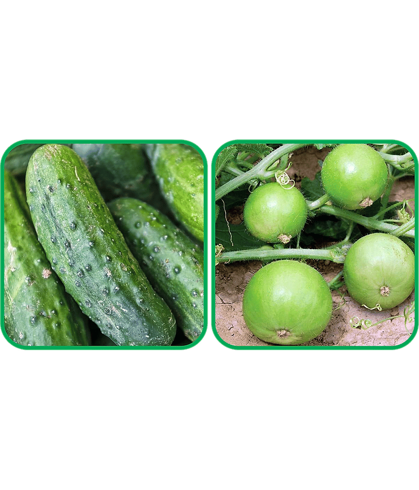 Aero Seeds Tinda ( 30 Seeds) And Cucumber ( 30 Seeds) Vegetable Seeds Pack