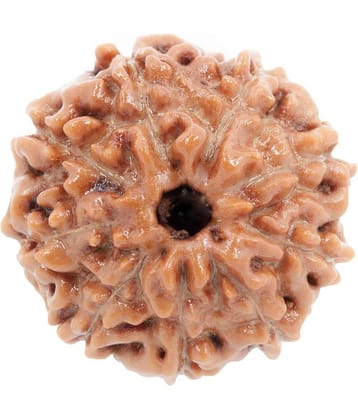 NIVARAN - 9 Mukhi Bead ( Pack of 1 )