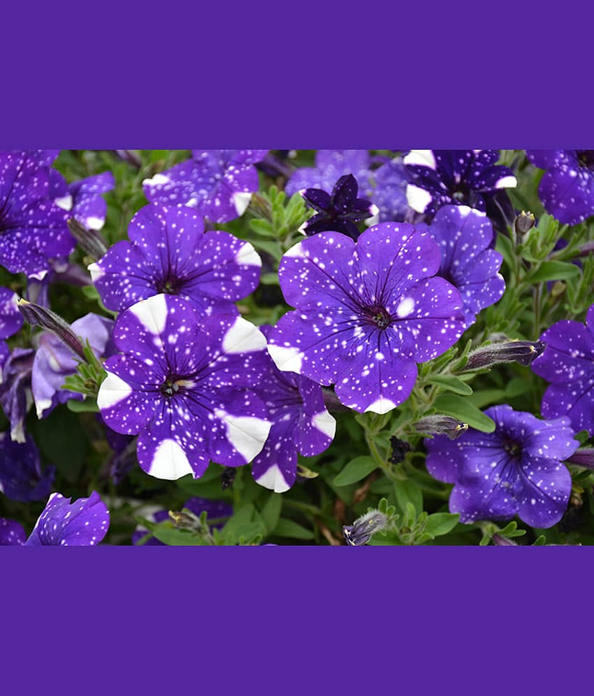 homeagro - Petunia Mixed Flower ( 50 Seeds )