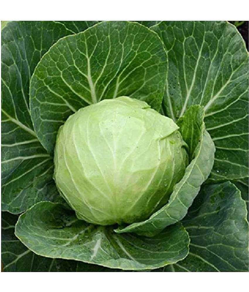 Cabbage Green hybrid Seeds - 25 Seeds Pack