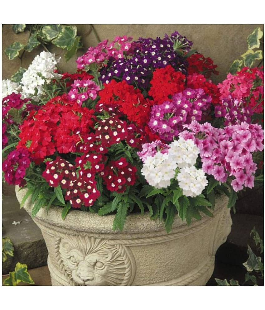 SHOP 360 GARDEN Verbena Dwarf Compact Mixed Flower Seeds - Pack of 50 Seeds