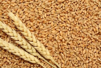 Wheat 1 KILOGRAM