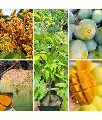 Cloud Farm Outdoor Mango Fruit Plant Pack of 1