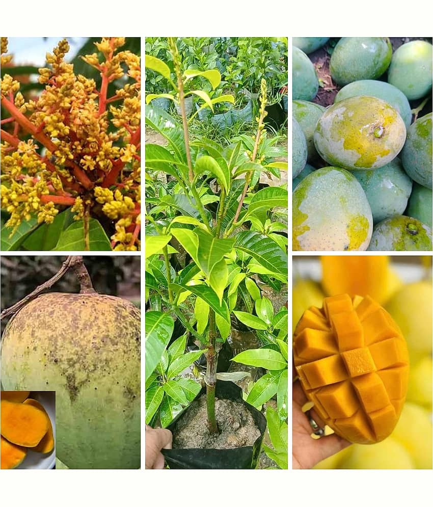 Cloud Farm Outdoor Mango Fruit Plant Pack of 1