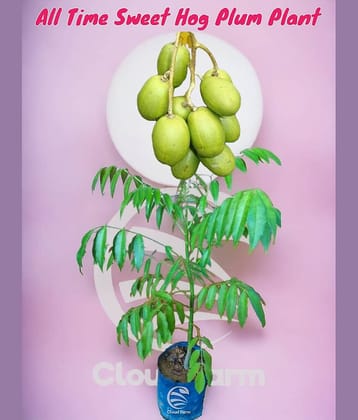 Cloud Farm Outdoor Fruit Plant ( Pack of 1 )
