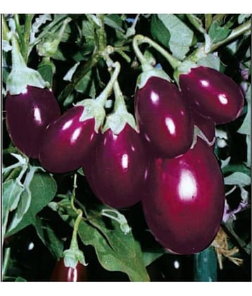 ChuChu Brinjal Hybrid Seeds - Pack of 50 Seeds F-1 Hybrid