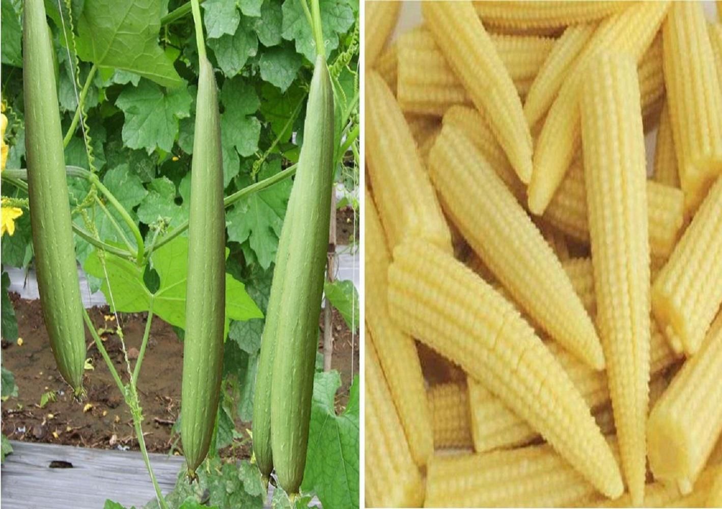 BABY CORN/ BHUTTA Seed Pack Of  30