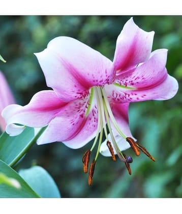 homeagro - Amaryllis Flower ( 5 Seeds )