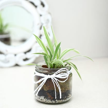 Spider Plant Mason Jar Terrarium Spider Plant Mason Jar Terrarium