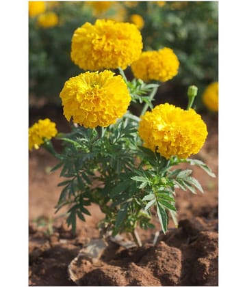 African Marigold Flower Seeds