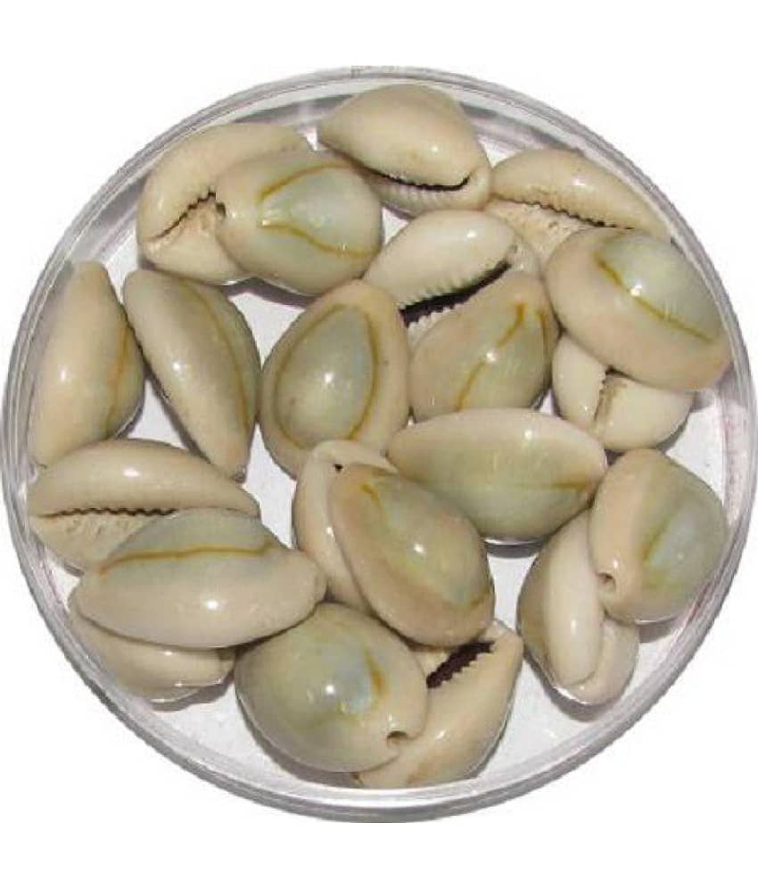 Shri Astha Vinayak Natural Grey Laxmi Cowrie Lakshmi Gavvalu Kawry Kodi Kauri 21 piece