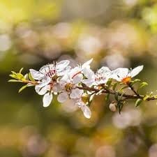 Manuka Floral Hydrosol