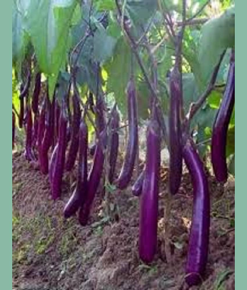 Vedhahi Organic Purple Long Brinjal Vegetable ( 60 Seeds )