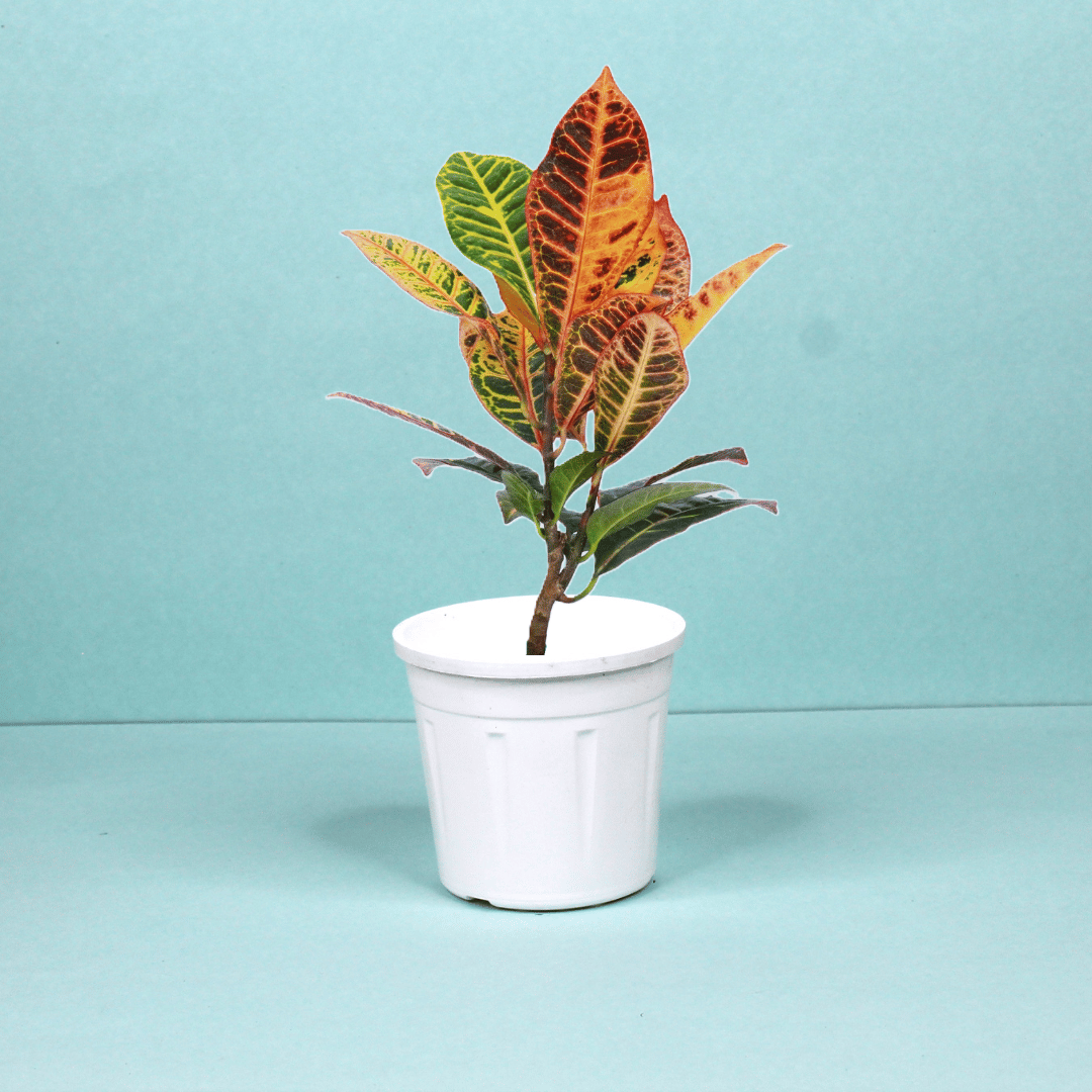 Croton Petra Plant-Grow Pot / White