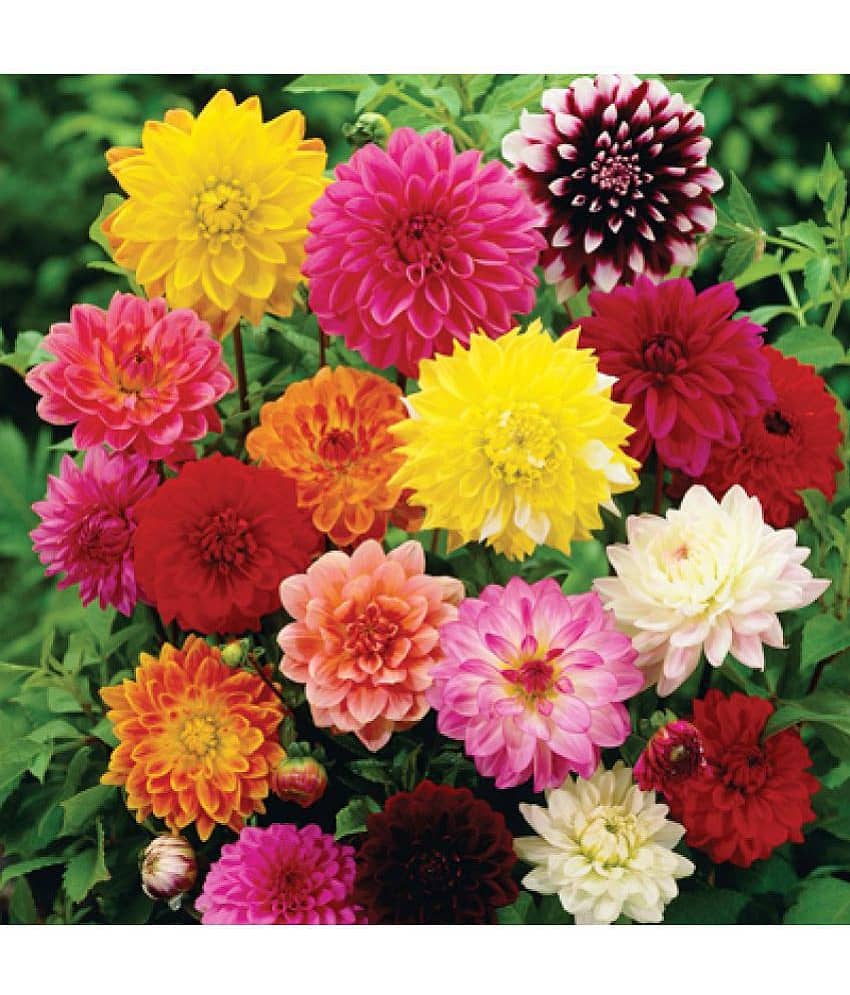Flower Seeds : Dhalia Yellow Rose And White Mix Best Varieties Of Seeds Home Garden Plant Seeds Eco Pack Garden Plant Seeds By OhhSome