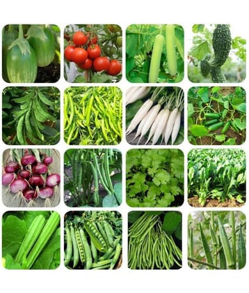 16 Variety ( 500 + seeds ) of Vegetable Seeds combo - with Instruction Manual