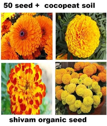 Marigold flower Seeds mix (50 Seeds + cocopeat free )