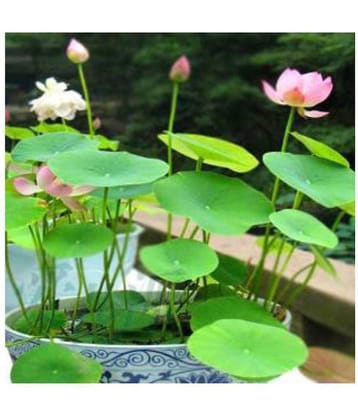 flowers hybride seeds