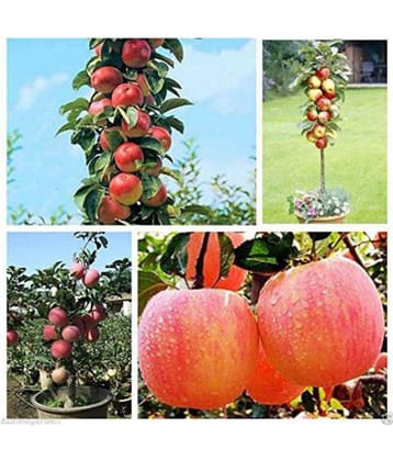 Apple Tree Seeds Home Yard Outdoor Living Fruit 10 seeds