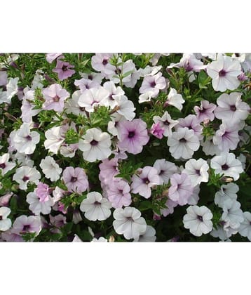 homeagro - Petunia Mixed Flower ( 50 Seeds )