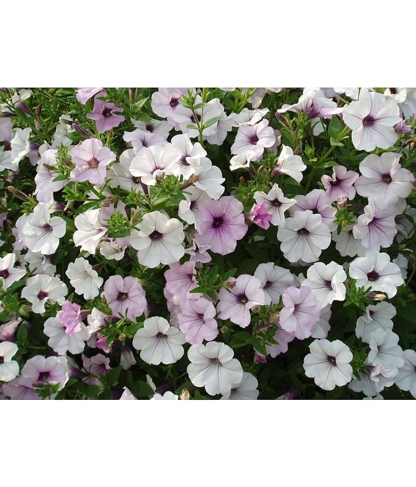 homeagro - Petunia Mixed Flower ( 50 Seeds )
