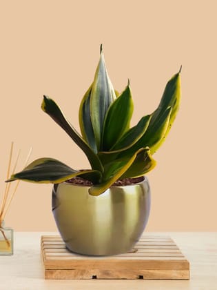 Lotus Golden Snake Plant (Small) in Golden Metal Pot