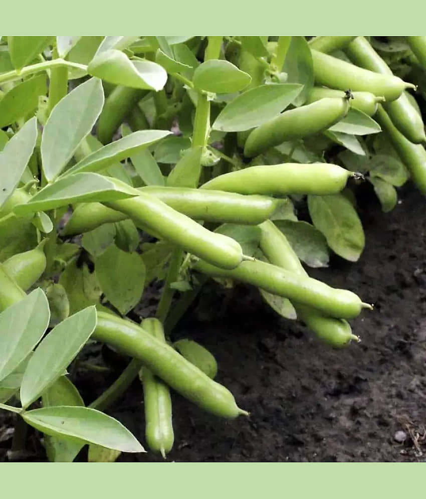 LiveNature Bakla Seeds | Fava Beans Seeds | Vegetable Plant Seeds for Home Garden & Terrace – Pack of 50 Seeds