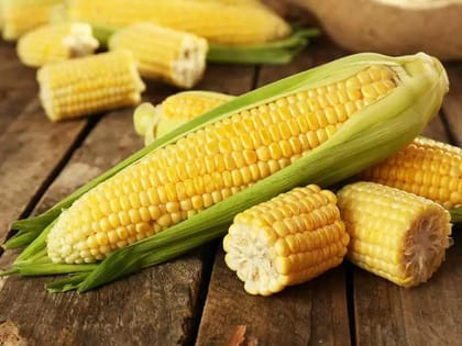 Baby Corn Organic F1 Hybrid Seed Pack Of  30