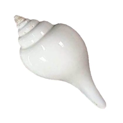 MAYAPURI Premium Quality Jal Shankha 8 to 10 Cm Puja Sankha White Conch Shells MAYAPURI Premium Quality Jal Shankha 8 to 10 Cm Puja Sankha White Conch Shells