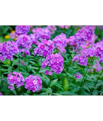 CLASSIC GREEN EARTH - Poinciana Flower ( 45 Seeds )