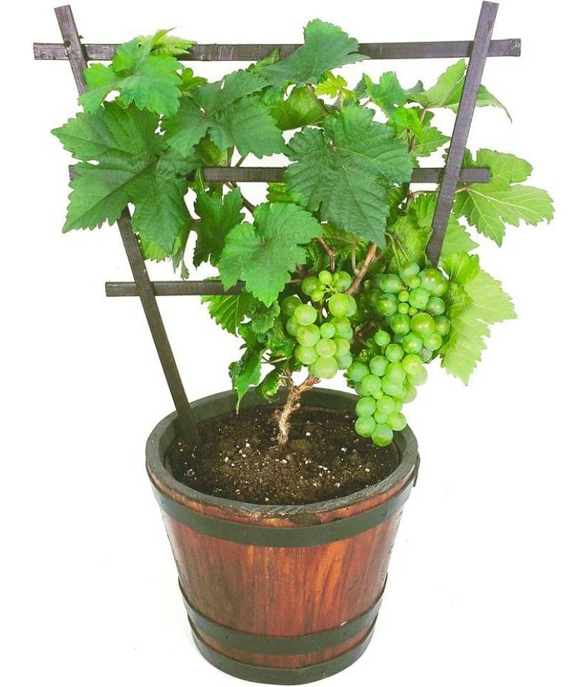 Organic Grape Fruit Bonsai Suitable Tree Seeds | Pack of 20 seeds