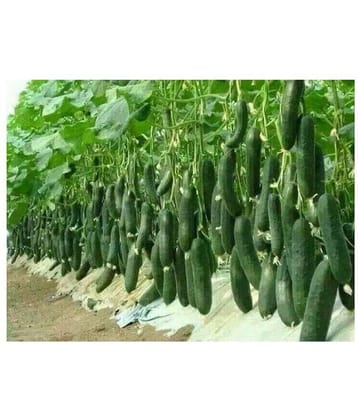 cucumber F1 hybrid seeds 10