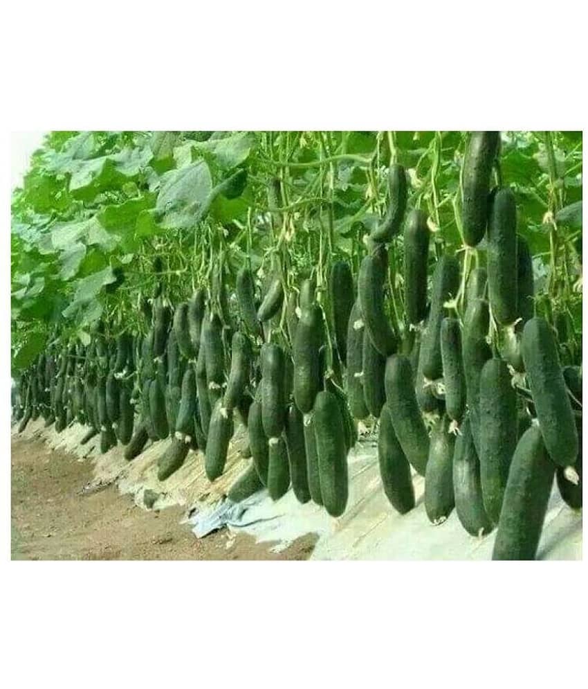 cucumber F1 hybrid seeds 10