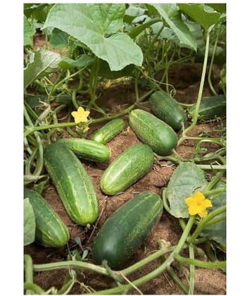 CUCUMBER KHIRA 30 SEEDS PACK AND SOWING MANUAL