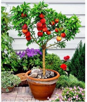 Indoor Bonsai Peach Fruit Seed Imported 5 Seed Pack