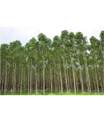 EUCALUYPTUS SAFEDA TREE 10 GM SEEDS PACK WITH MANUAL