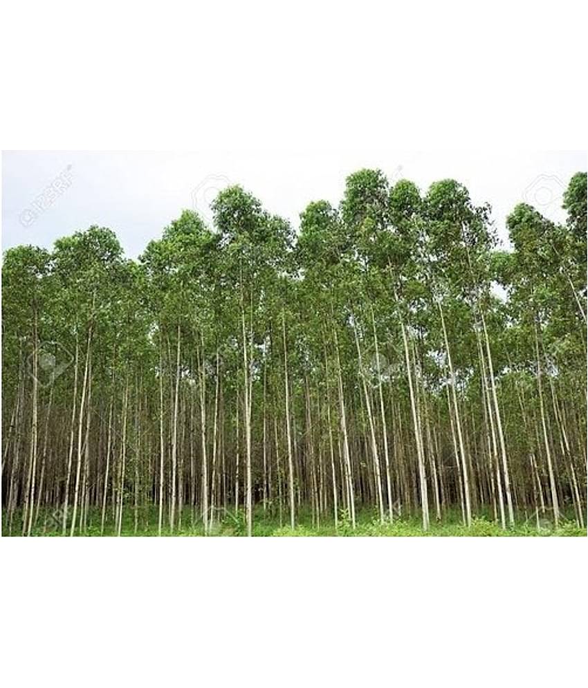 EUCALUYPTUS SAFEDA TREE 10 GM SEEDS PACK WITH MANUAL