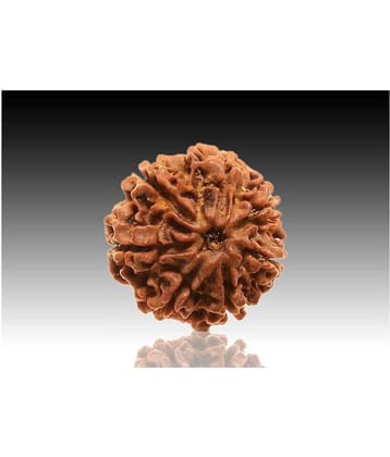 7 faced Rudraksha 100% original Lab certified 7 face mukhi Nepali beads / Divine Almighty Genuine Rudraksha by RUDRA DIVINE / guaranty of Originality