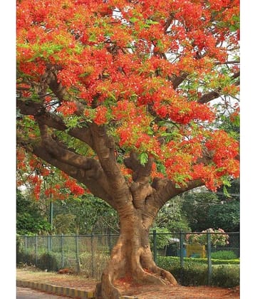 CLASSIC GREEN EARTH - Gulmohar Flower ( 10 Seeds )