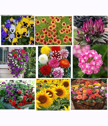 CLASSIC GREEN EARTH - Flower Seeds ( 6 FLOWER COMBO 300 SEEDS HYBRID )