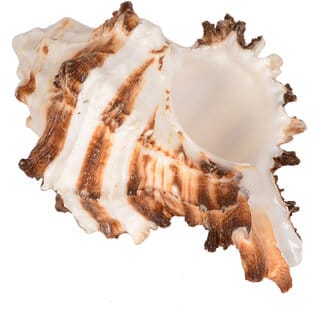 KESAR ZEMS Natural Rahu  Shankh Original Shankhu SEASHELL Stone Non-Blowable For Pooja Ornaments 9 x 5 x 4 cm, Brown CM